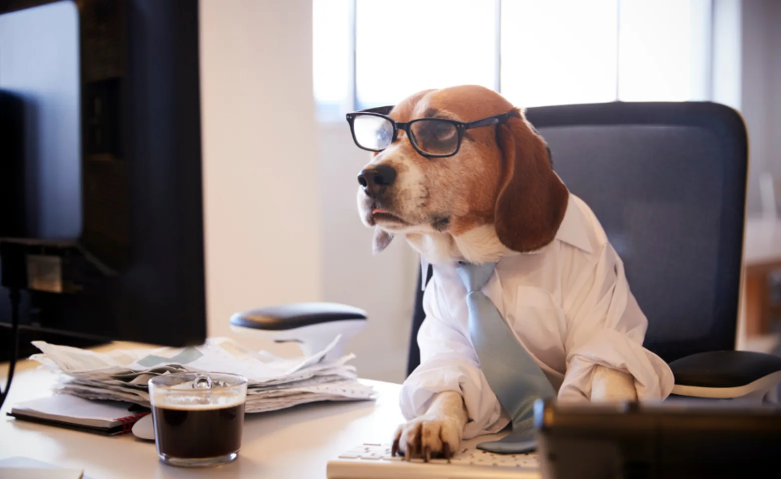 Dog Wearing Glasses Using a Computer